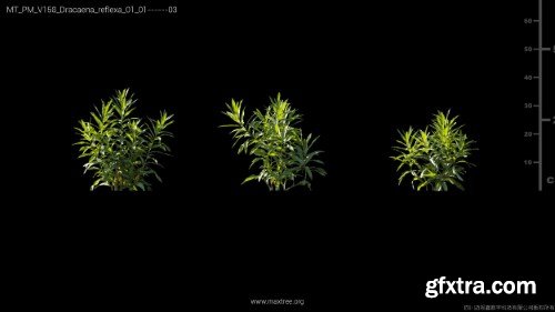 Maxtree - Plant Models Vol 158