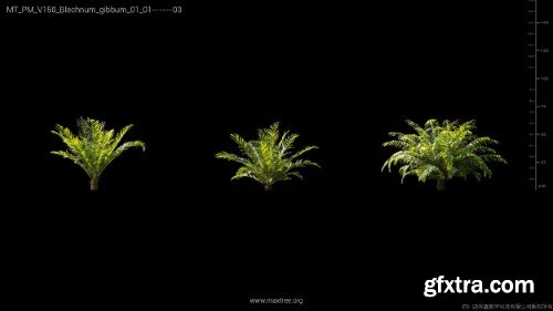 Maxtree - Plant Models Vol 158