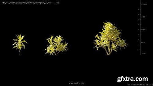 Maxtree - Plant Models Vol 158