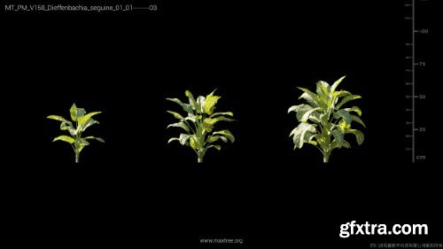 Maxtree - Plant Models Vol 158