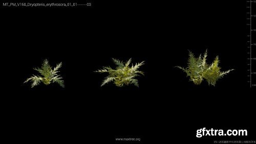 Maxtree - Plant Models Vol 158