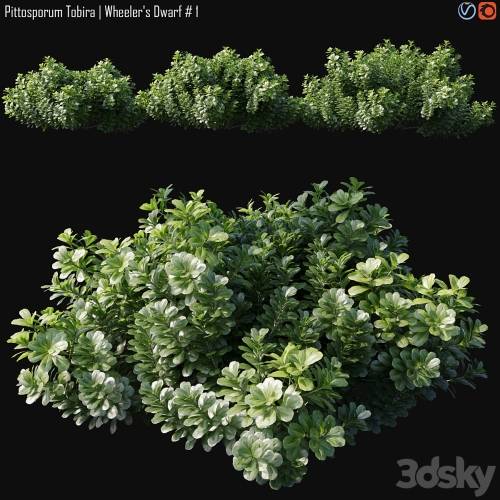 '3dsky Pro - Pittosporum Tobira | Wheeler's Dwarf # 1'