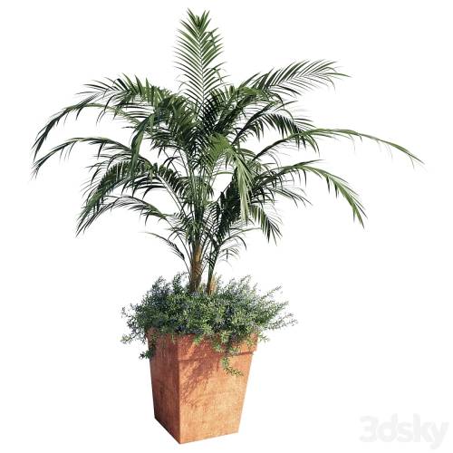 '3dsky Pro - Kentia palm' '3dsky Pro - Kentia palm'