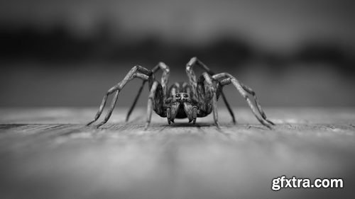 Blendermarket - Blender 2.81 - Insect And Spiders Creation Full Course