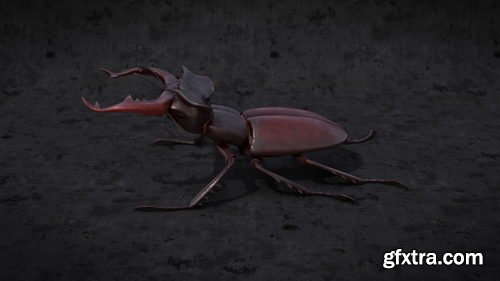 Blendermarket - Blender 2.81 - Insect And Spiders Creation Full Course