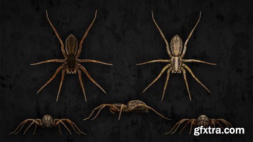 Blendermarket - Blender 2.81 - Insect And Spiders Creation Full Course