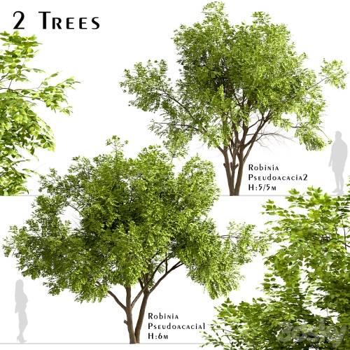 '3dsky Pro - Set of Robinia Pseudoacacia Trees (Black Locust) (2 Trees)'