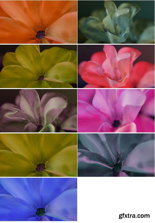ArtList - Animated Blooming - 4K ProRes UHQ Collections