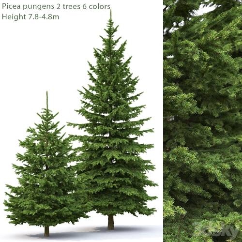 '3dsky Pro - Spruce' '3dsky Pro - Spruce'