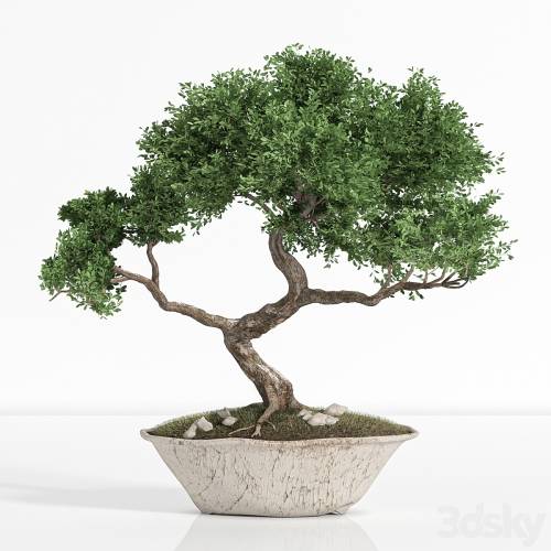 '3dsky Pro - plant bonsai02'