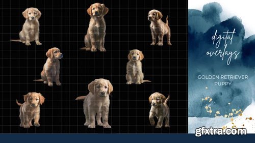 Finding North Education - Golden Retriever Puppy Digital Overlays