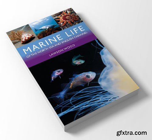 Marine Life of the North Sea and English Channel