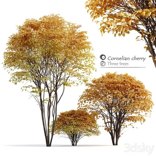 '3dsky Pro - Cornelian cherry'