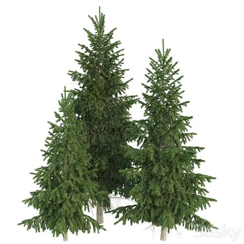 '3dsky Pro - Spruce' '3dsky Pro - Spruce'