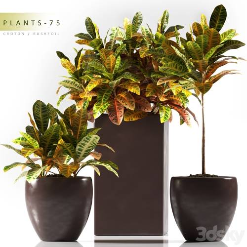 '3dsky Pro - PLANTS 75'