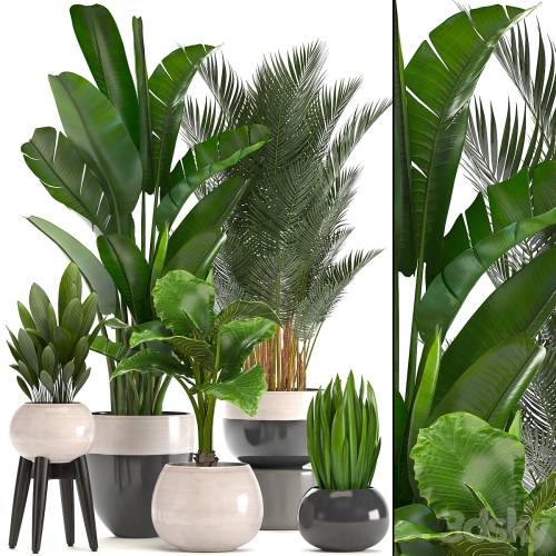 '3dsky Pro - Collection of plants. strelitzia, banana, palm tree, hovea, alocasia, interior plants, scandinavian style, pot, flowerpot, luxury decor, strelitzia'