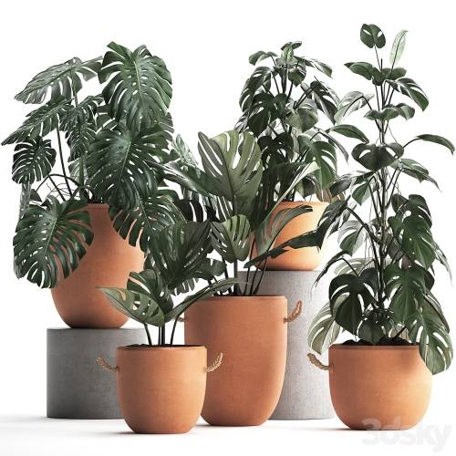 '3dsky Pro - Collection of small bushes of plants in clay pots with handles with Monstera flower, clinker. Set 423.'