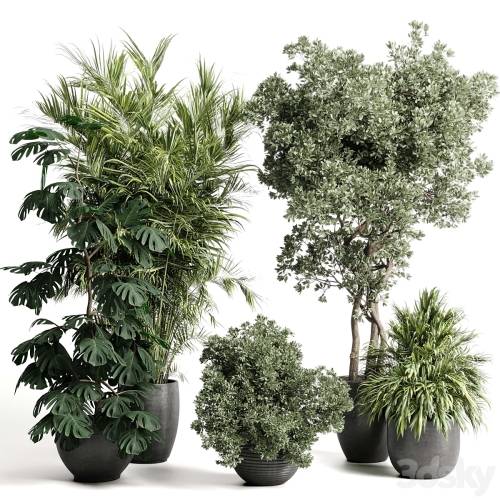 '3dsky Pro - indoor plant set 452 plant bush monstera tree vase dirty concrete'