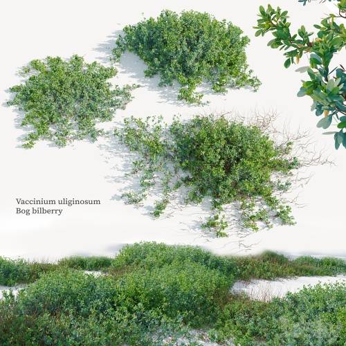 '3dsky Pro - Vaccinium uliginosum'