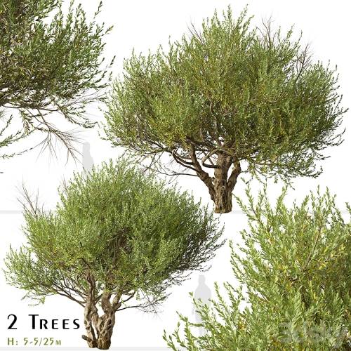 '3dsky Pro - Set of Olive Tree (European olive) (2 Trees)'