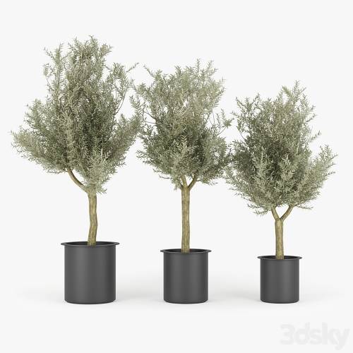 '3dsky Pro - Olive Tree'