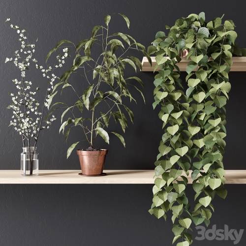 '3dsky Pro - PLANT_002' '3dsky Pro - PLANT_002'