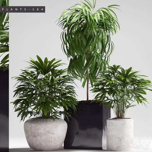'3dsky Pro - PLANTS 164' '3dsky Pro - PLANTS 164'