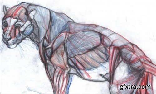 NMA / New Masters Academy - Introduction to Animal Anatomy