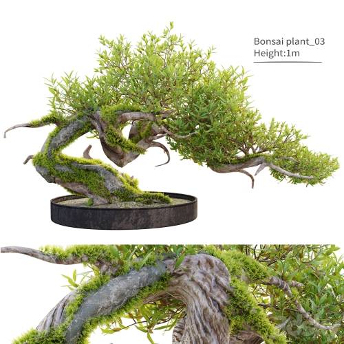 '3dsky Pro - Bonsai plant_03'