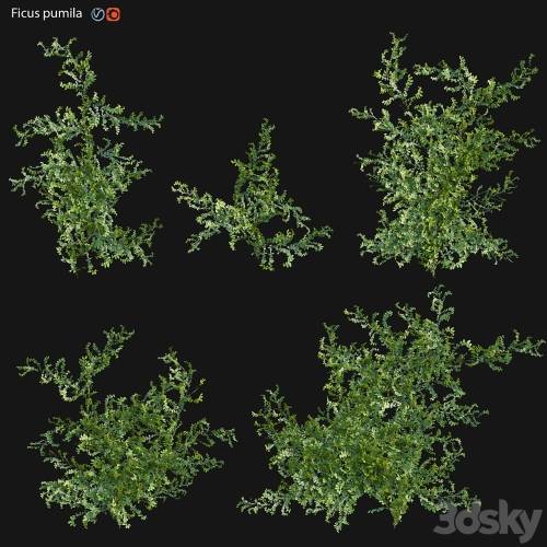 '3dsky Pro - Moraceae - Ficus pumila'