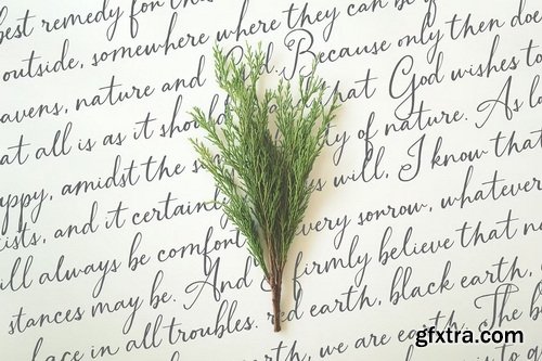 CreativeMarket - Branch & Bramble Calligraphy Font