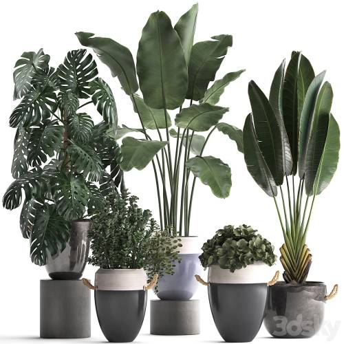 '3dsky Pro - Collection of plants in modern outdoor pots with Banana palm, strelitzia, monstera, bush. Set 396.'