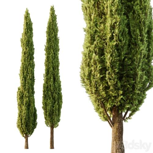 '3dsky Pro - Italian Cypress Tree06'