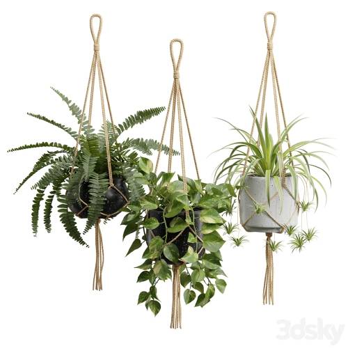 '3dsky Pro - Hanging Plants 01'