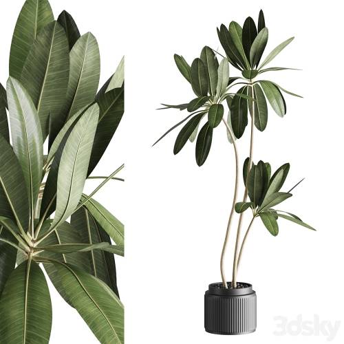 '3dsky Pro - Ficus 001' '3dsky Pro - Ficus 001'