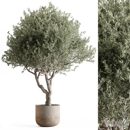 '3dsky Pro - Indoor Plant 652 -Tree in Pot' '3dsky Pro - Indoor Plant 652 -Tree in Pot'
