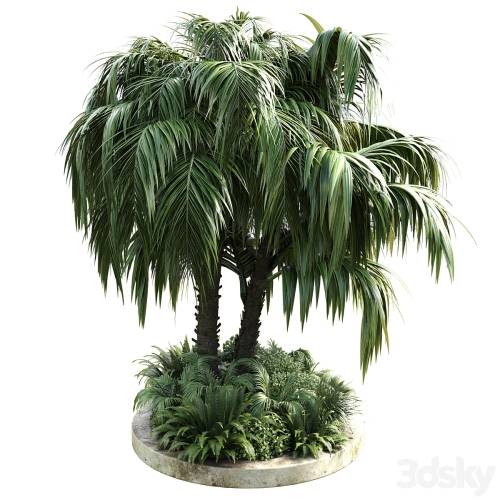 '3dsky Pro - Collection Outdoor plant 39 in garden pot tree palm bush fern concrete dirt old vase' '3dsky Pro - Collection Outdoor plant 39 in garden pot tree palm bush fern concrete dirt old vase'