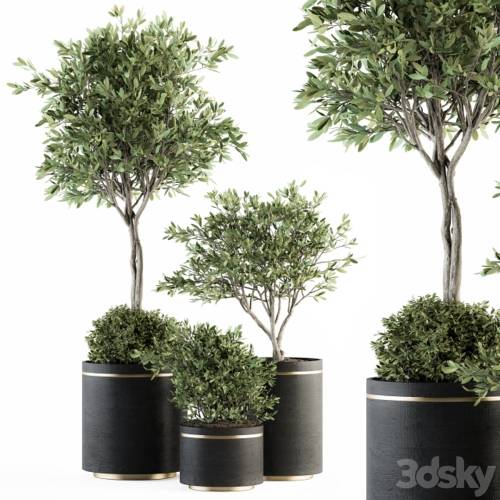 '3dsky Pro - indoor Plant Set 239 - Olive in Pot'