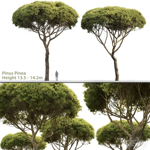 '3dsky Pro - Pine'