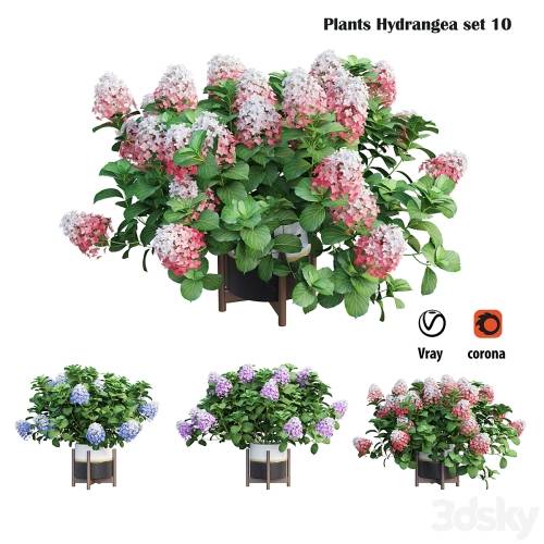 '3dsky Pro - Plants Hydrangea set 10' '3dsky Pro - Plants Hydrangea set 10'
