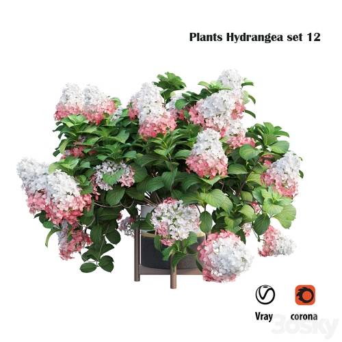 '3dsky Pro - Plants Hydrangea set 12'