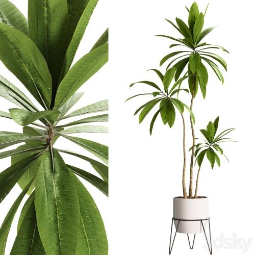 '3dsky Pro - Indoor Plants - 25 Plants in pot'