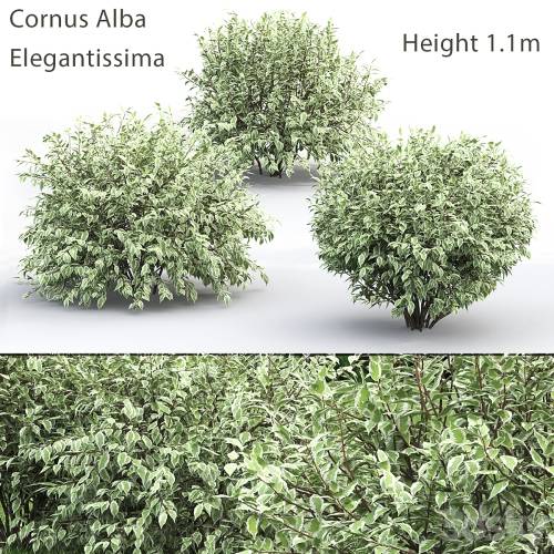 '3dsky Pro - Derain White Elegantissima # 1'