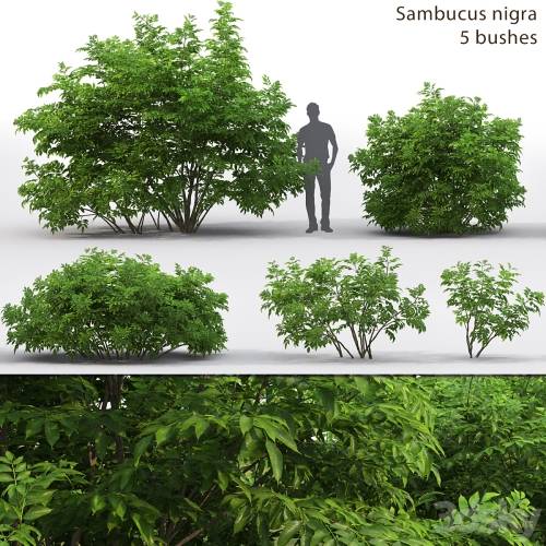 '3dsky Pro - Elderberry | Sambucus nigra # 3'