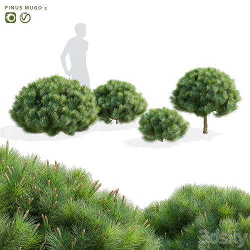 '3dsky Pro - Mountain pine | Pinus mugo 2' '3dsky Pro - Mountain pine | Pinus mugo 2'
