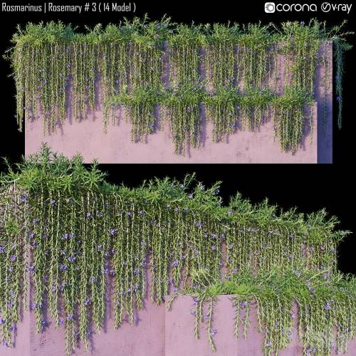 '3dsky Pro - Rosmarinus | Rosemary # 3 (14 Model)' '3dsky Pro - Rosmarinus | Rosemary # 3 (14 Model)'