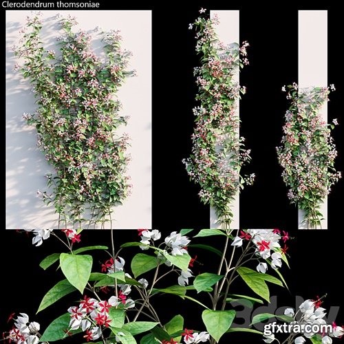 3dsky Pro - Clerodendrum 02