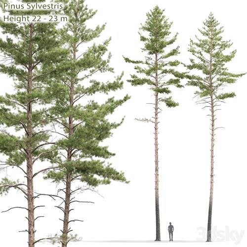 '3dsky Pro - Pinus sylvestris # 10 (22-23m)'
