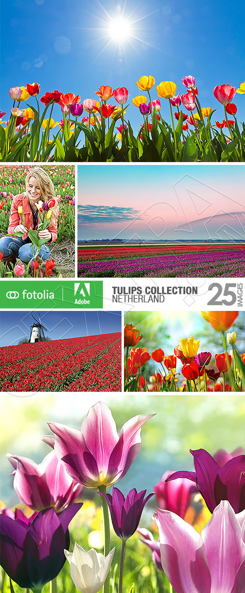 Tulips Collection, Netherland 25xJPG