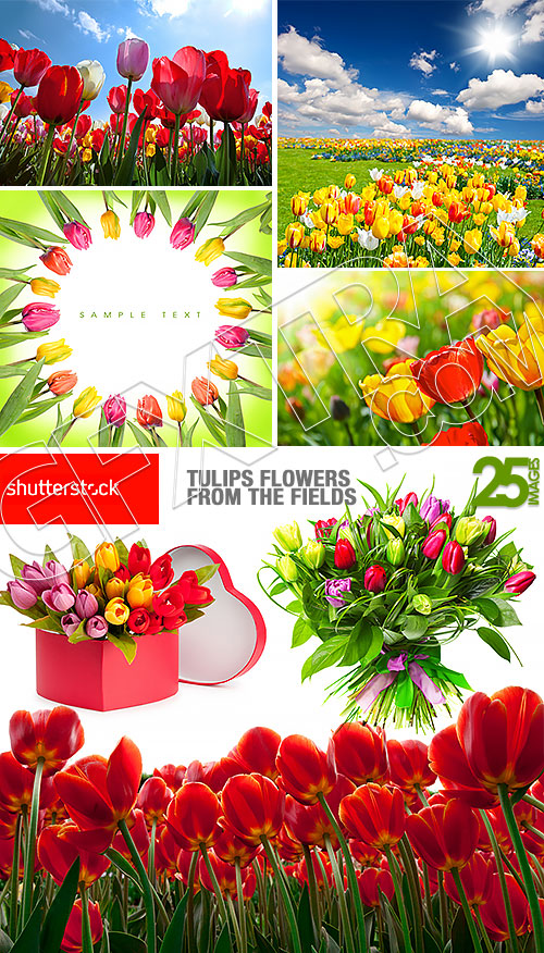 Tulip Flowers from the Fields 25xJPG